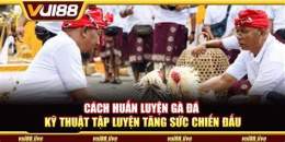 hướng dẫn sử dụng cách luyện gà đá