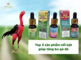 hướng dẫn sử dụng cách nuôi gà đá bằng thuốc