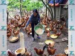hướng dẫn sử dụng cách trộn thức an cho gà đá