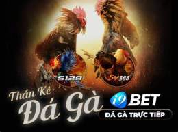 hướng dẫn sử dụng casino - đá gà