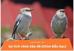 hướng dẫn sử dụng chim sáo đá gà