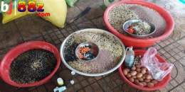 hướng dẫn sử dụng cho gà đá ăn đậu xanh