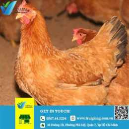 hướng dẫn sử dụng chợ tốt gà đã đồng nai