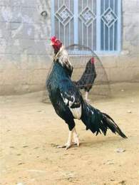 hướng dẫn sử dụng chọn gà đá cựa sắt hay