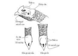 hướng dẫn sử dụng chon ga noi da hay