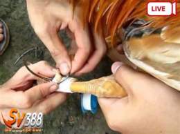 hướng dẫn sử dụng clip đá gà cựa sắt 2016