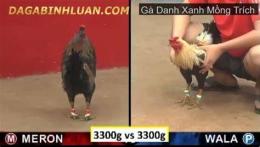 hướng dẫn sử dụng clip đá gà xanh trích của anh cọp