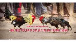 hướng dẫn sử dụng clip gà 9 cựa đá thomo
