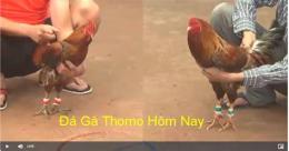 hướng dẫn sử dụng coi đá gà bên thomo trực tiếp