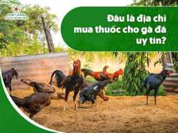 hướng dẫn sử dụng coi ngay ga da