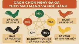 hướng dẫn sử dụng coi ngày màu mạng gà đá
