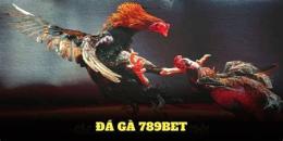 hướng dẫn sử dụng đá gà 789 bet