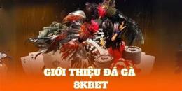 hướng dẫn sử dụng đá gà 8kbet