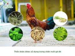 hướng dẫn sử dụng da ga 999 net