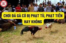 hướng dẫn sử dụng đá gà ăn 6 là gì