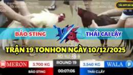 hướng dẫn sử dụng đa gà bảo sting hôm nay