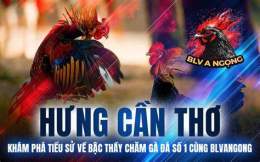 hướng dẫn sử dụng đá gà bảo sting và hoàng phi hải