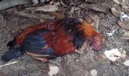 hướng dẫn sử dụng đá gà bị bắn chết ở tiền giang