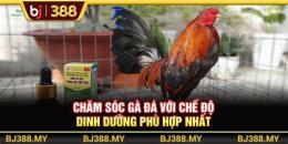 hướng dẫn sử dụng đá gà bj388 dangnhap