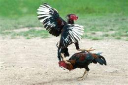 hướng dẫn sử dụng đá gà bồ ba số 9