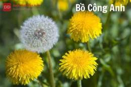 hướng dẫn sử dụng đá gà bồ công anh