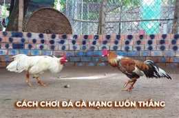 hướng dẫn sử dụng đá gà c1 c2 c4