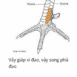 huong dan xem vay ga da