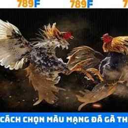 kèo đá gà 789