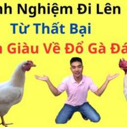 kinh nghiệm đổ gà đá
