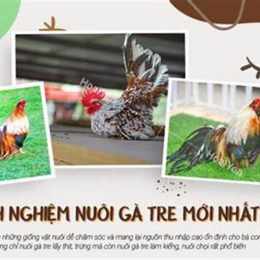 kinh nghiem nuoi ga tre da