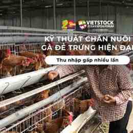 ky thuat nuoi ga dá