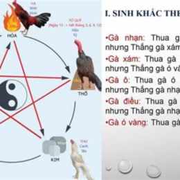 lịch ngũ hành gà đá