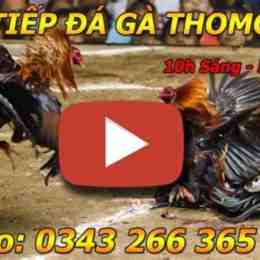 like đá gà thomo