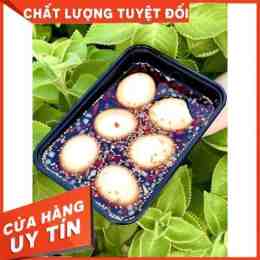 lòng đỏ trứng gà ta đậm màu