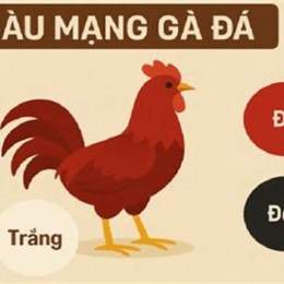 mạng gà đá ngày hôm nay