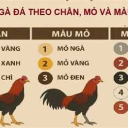 mau ga da theo ngay