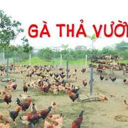 mô hình nuôi gà tre đá