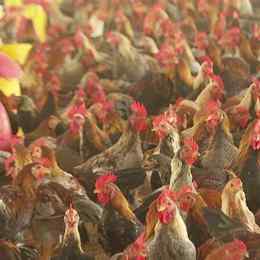 một người đem bán gà người đó đã bán 8 con gà