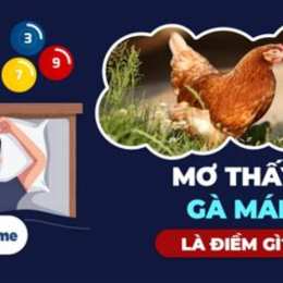nằm mơ thấy gà đá đánh số mấy