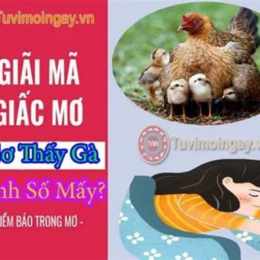 nằm mơ thấy gà đá