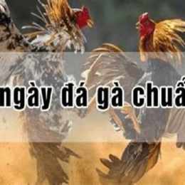 ngày thìn đá gà gì