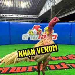 nhạn venom gà thái đá