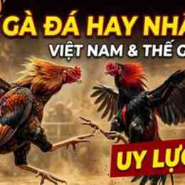 nhung tran da ga hay nhat viet nam