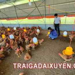 nuôi gà chế độ đá