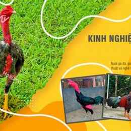 nuôi gà đá có tội không