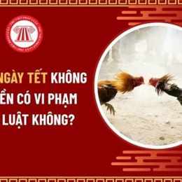 nuôi gà đá có vi phạm pháp luật không