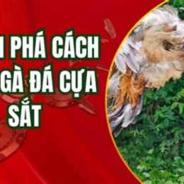 nuoi ga noi da cua sat