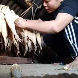 phuphu đá gà