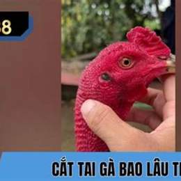 rút cựa gà bao lâu thì đá được