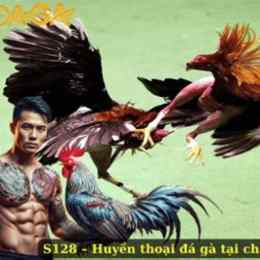 s128 đá gà
